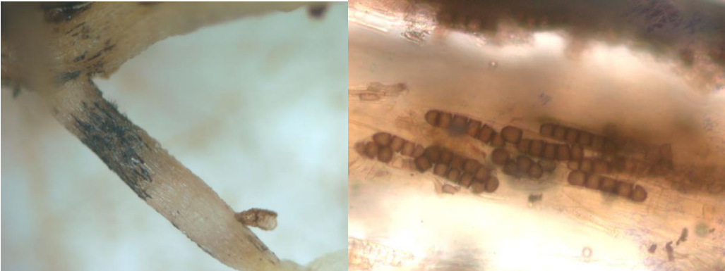 Figures 3 & 4: Black longitudinal areas on infected roots (on left) and thick-walled overwinteringspores (chlamydospores) (on right). Photos by J. Allen, UConn 