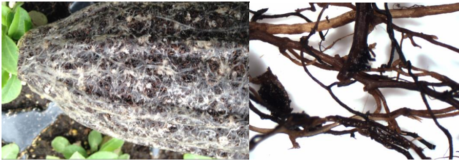 Figures 5 & 6: Roots turn off-color (on left) and may be blackened (on right) as infectionprogresses. Photos by L. Pundt, UConn