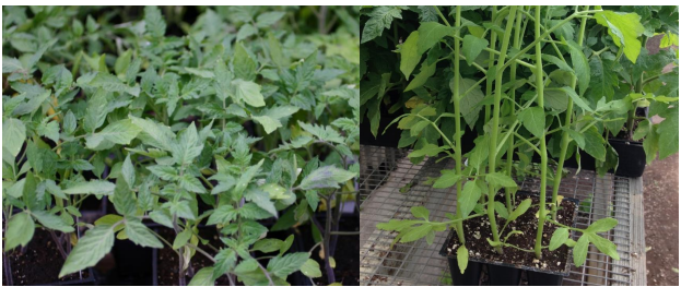 Figure 1: Compact tomato transplant (on left) compared to leggy tomato transplant (onright). Photos by L. Pundt