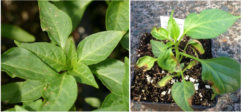 Figure 1: Pepper transplants infected with bacterial leaf spot. Photos by L. Pundt