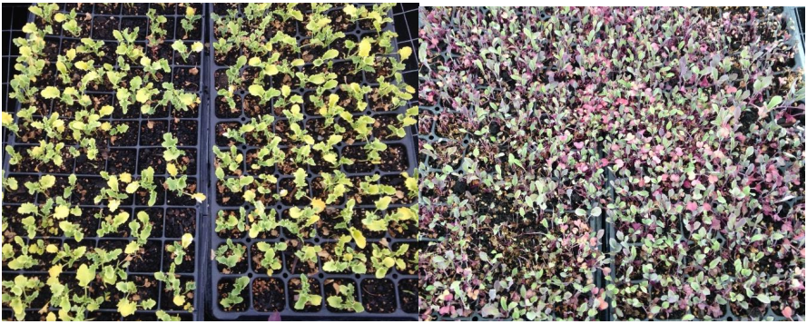 Figure 1: Young seedlings stunted and damaged from excess nutrients from acomposted-based growing media. Photos by L. Pundt