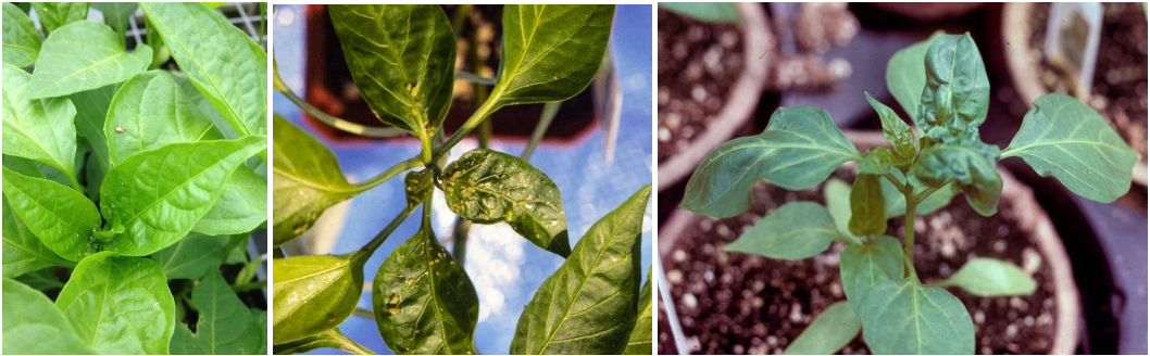 Figure 1: Aphids and their white shed skins, green peach aphids on pepper leaves, anddistortion from feeding of foxglove aphids on peppers. Photos by L. Pundt 