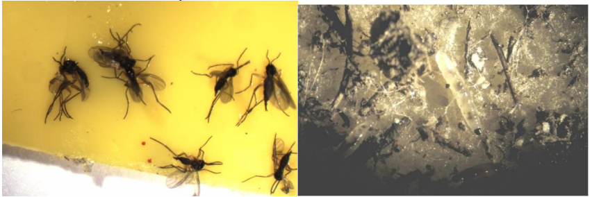 Figure 1 & 2: Adult fungus gnats on sticky card (on left) and black-headed fungus gnatlarvae on potato slices (on right). Photos by L. Pundt