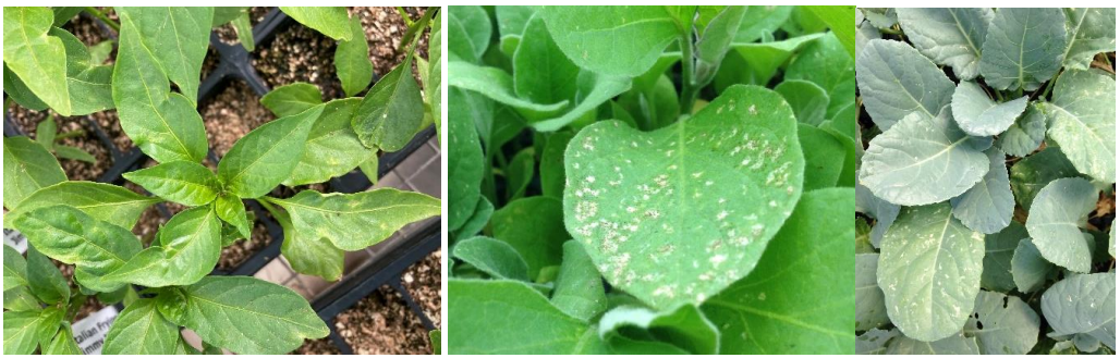 Figure 1: Thrips feeding damage on pepper, eggplants, and broccoli transplants. Photos by L.Pundt