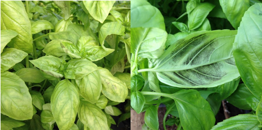 Figure 1: Yellowing of basil leaves resembling a nutrient disorder (on left) and gray sporulationon underside of leaves (on right). Photos by L. Pundt