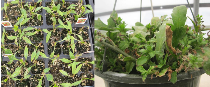 Figure 1: Young pepper seedlings with injured growing point damaged (on left) and thickened,distorted leaves in ornamental hanging basket (on right) from trapped herbicide vapors. Photosby L. Pundt