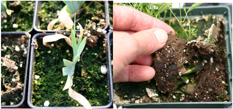 Figure 1: Algae on growing media surface forms a crust. Photos by L. Pundt