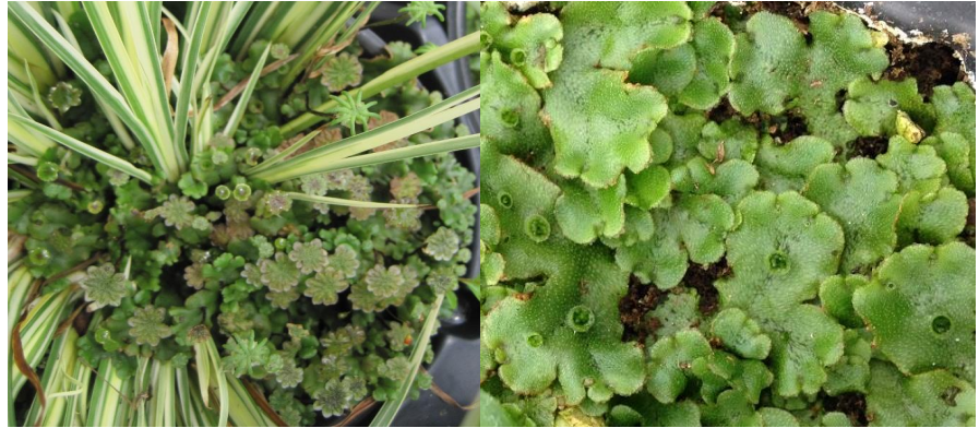 Figure 1: Stalked, umbrella-like structures release spores. Figure 2: “Gemmae” insidecups splash out and germinate to make new liverwort plants. Photos by L. Pundt