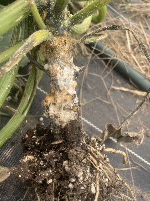 close up of squash plant with white rotting tissue