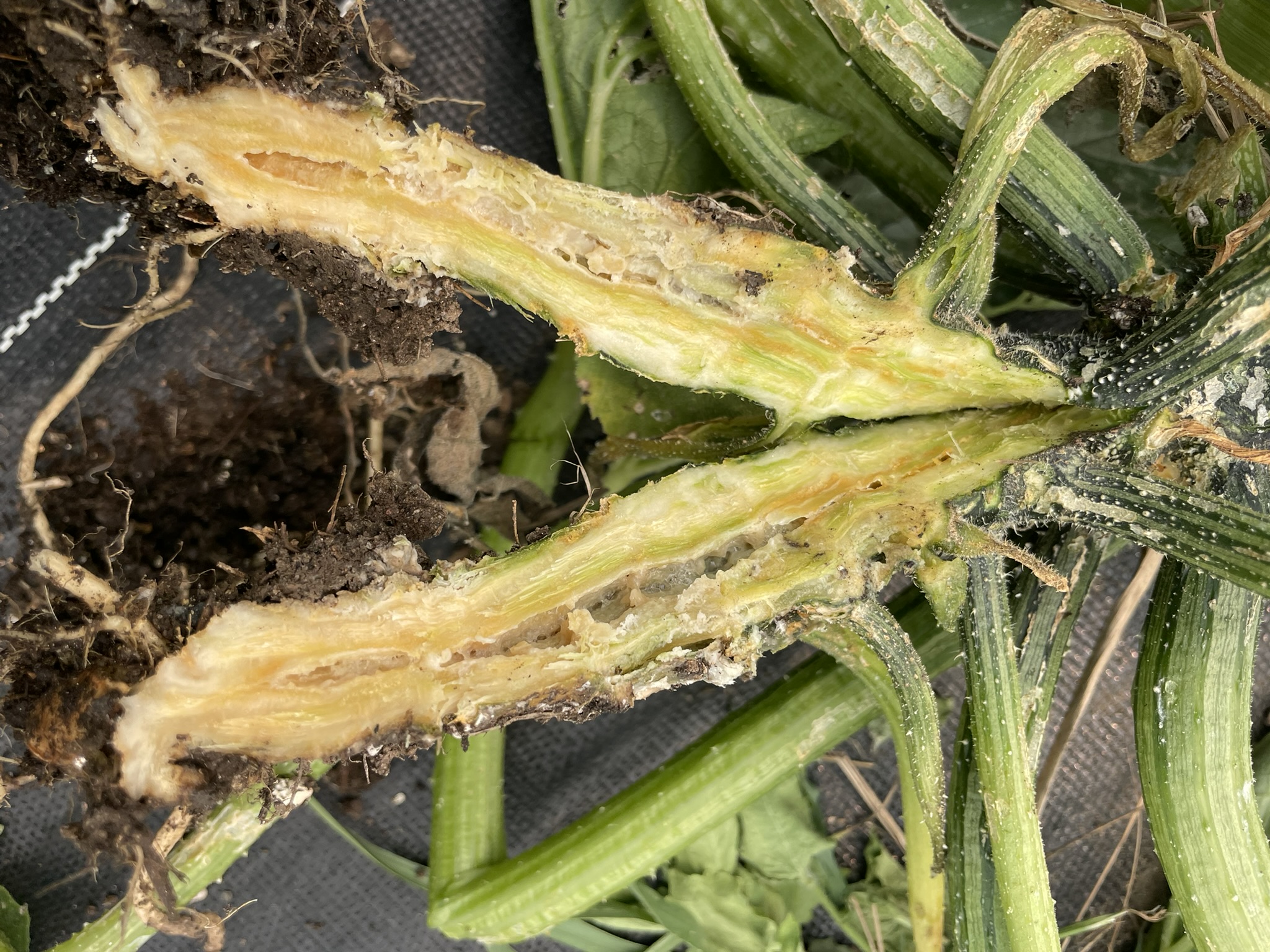Squash stem cut open to show squash vine borer damage