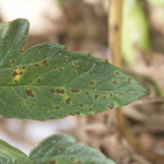 close up of tomato leaf with septoria leaf spots