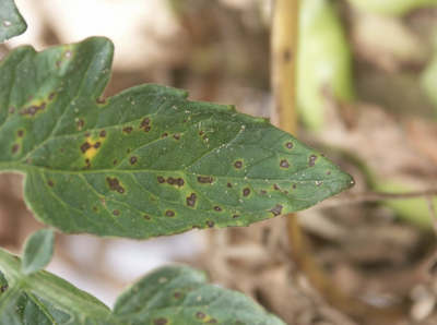 close up of tomato leaf with septoria leaf spots