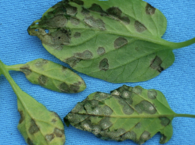tomato leaves on a blue background showing underside of leaves with black spots and spores