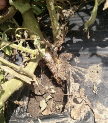 Hand holding back tomato plant to show the sclerotia on the stem