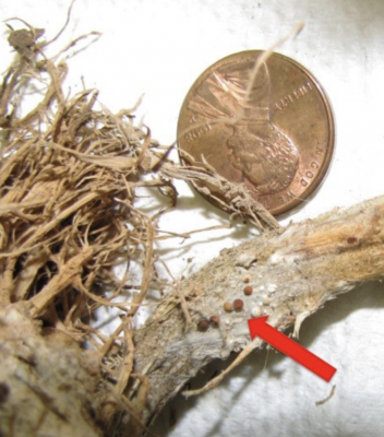red arrow points to small round sclerotia on the dried stem