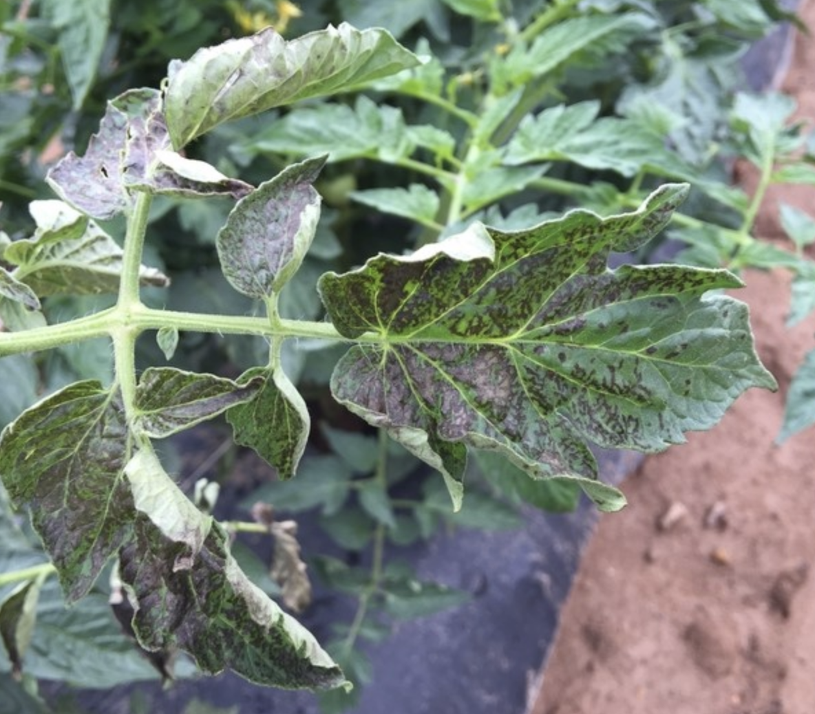 tomato leaf with lots of brown discoloration