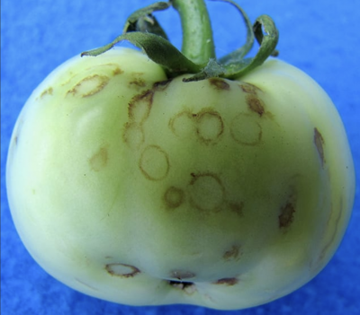 unripe tomato fruit with small brown circles all over skin