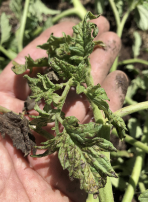 hand holds tomato leaves that are turning brown and decaying