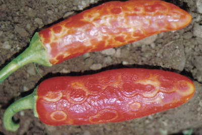 two red peppers with shriveled skin and small discolored sunken rings