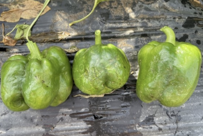 three green peppers lined up with shriveled skin and pale rings