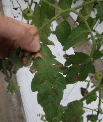 Hand holding tomato leaf with brown lesions