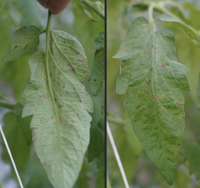 Front and back photos of tomato leaf with brown stemphylium markings
