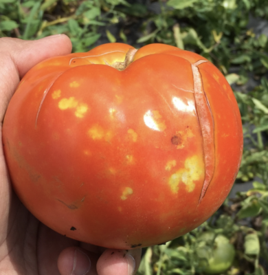 hand holding red tomato with growth crack
