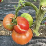cluster of ripening tomatoes with the ripest tomato showing growth crack