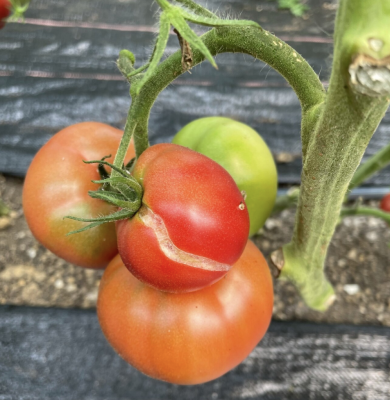 cluster of ripening tomatoes with the ripest tomato showing growth crack