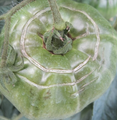 top of tomato with rings of cracking