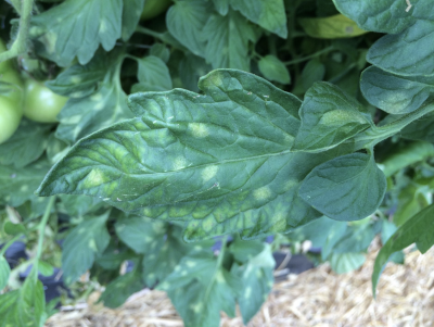 dark green tomato leaf with light green spots