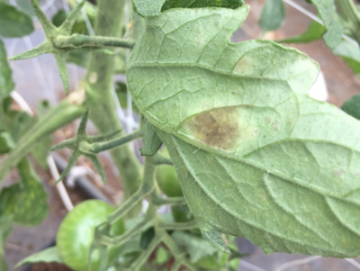 Close up of tomato leaf with large brown spot on the underside of the leaf