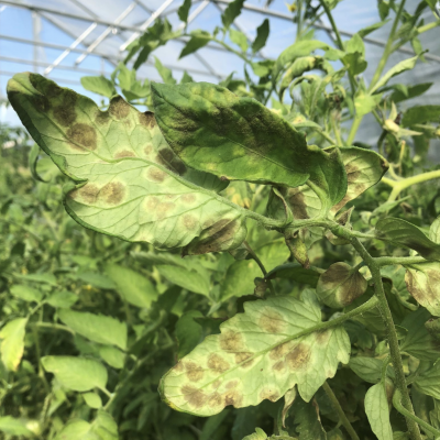 underside of tomato leaves with large yellow and brown spots of leaf mold