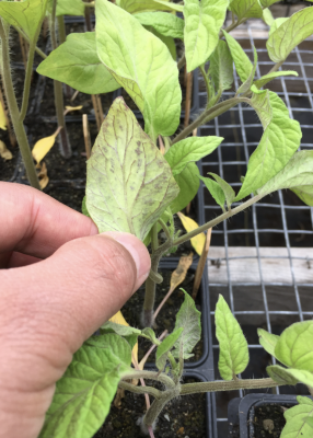 hand holding up tomato leaf with purple veins