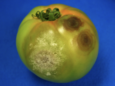 unripe tomato with brown and discolored softspots
