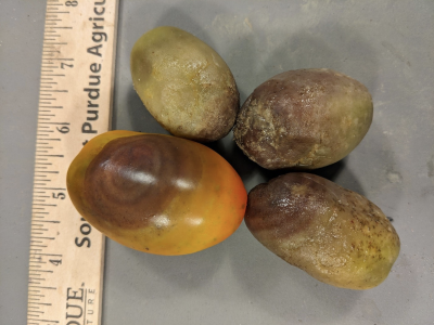 four plum tomatoes next to a ruler showing size and brown rotting