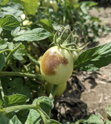 small unripe tomato on the plant showing large round brown spot