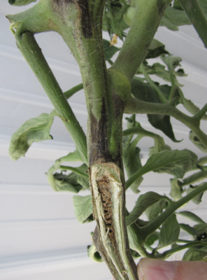 hand holding stem of tomato plant with pith necrosis