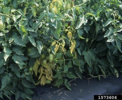 wall of tomato plants with narrow section of yellow leaves