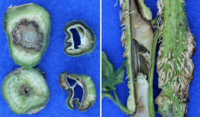 two looks cutting of tomato stem to show internal decay