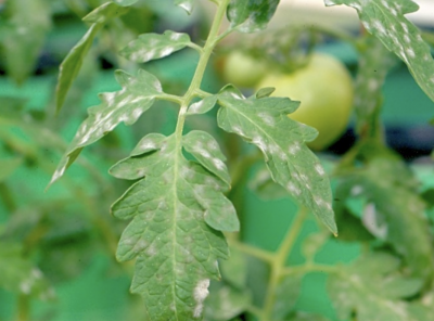 tomato leaves with white powdery mildew