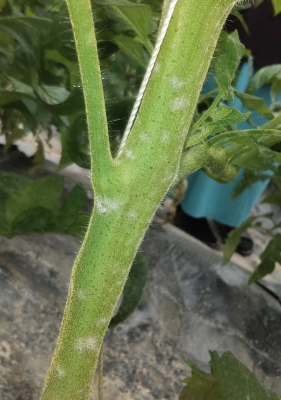 tomato stem with white powdery mildew