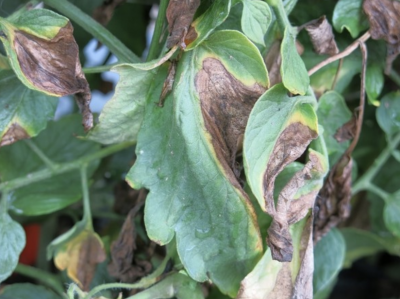 tomato leaves with large brown sections of leaf decay