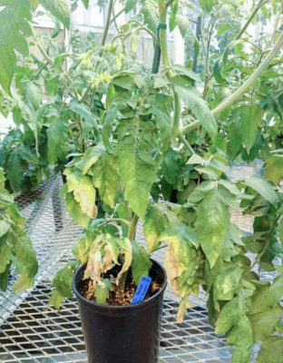 Container tomato plant with lower leaf decay