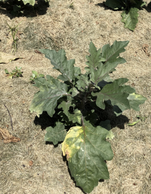 Eggplant with symptomatic lower leaf 