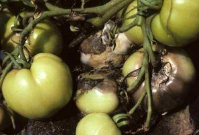 cluster of tomatoes with rotting fruit
