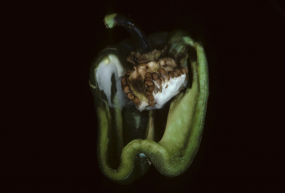 green pepper cut open to show rotting stem and white growth