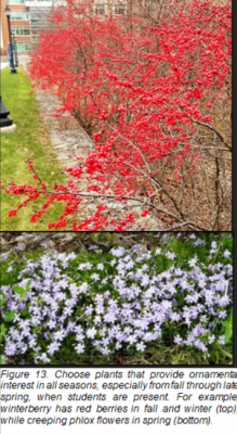 Figure 13. Choose plants that provide ornamental interest in all seasons, especially fromfall through late spring, when students are present. For example, winterberry has red berries in fall and winter (top). while creeping phlox flowers in spring (bottom.)