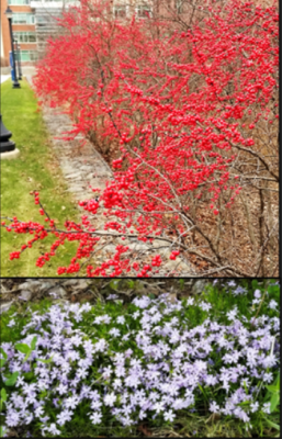 Figure 13. Choose plants that provide ornamental interest in all seasons, especially from fall through late spring, when students are present. For example, winterberry has red berries in fall and winter (top). while creeping phlox flowers in spring (bottom.)