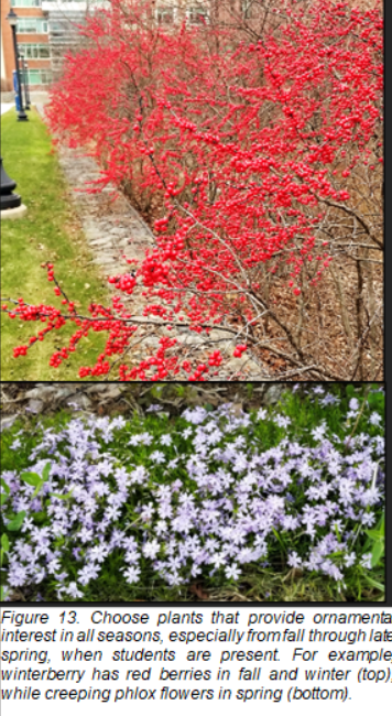 Figure 13. Choose plants that provide ornamental interest in all seasons, especially fromfall through late spring, when students are present. For example, winterberry has red berries in fall and winter (top). while creeping phlox flowers in spring (bottom.)